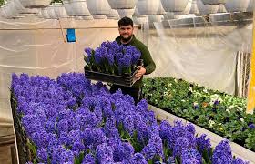 Livrare de la producratori, in maxim 10 zile. Serele De Flori De La CÄciulaÅ£i O Pasiune LÄsatÄ Din TatÄ In Fiu Agro Business