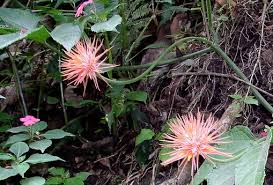 Image result for Eureiandra leucantha