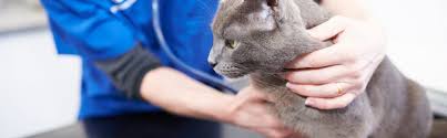 Maybe you would like to learn more about one of these? Microchipping Your Cat South Beech Veterinary Surgery