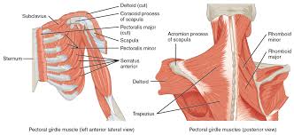 Joint capsule * strong * reinforced by capsular ligaments * only place where shoulder girdle attaches to axial skeleton. Muscles Of The Pectoral Girdle And Upper Limbs Anatomy And Physiology
