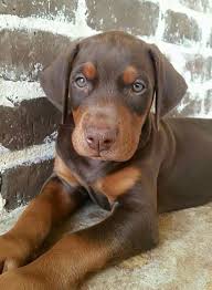 Black And Tan Doberman Puppies For Sale Doberman Pinscher Loyal And Fearless Doberman Puppy Dogs Doberman Dogs