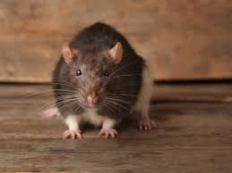 Providing pest control and exterminating services in all the dallas & fort worth metroplex including arlington, frisco, irving, plano, and more. Rodent Control Cockroach Removal Services Flower Mound Highland Village Tx Flower Mound Pest Control Llc