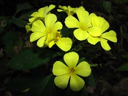 Image result for Reinwardtia indica