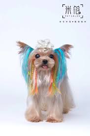 Best hair salon, highland park hair salon, st paul hair salons, womens hair salon. The Creative Professional Choice In Dog Grooming And Fashion Opawz Funny Animals Funny Dogs Funny Animals With Captions