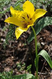 FOTO INEDIT: A înflorit Laleaua Galbena, unica in lume / Floarea crested  oar in Cazanele Dunarii!