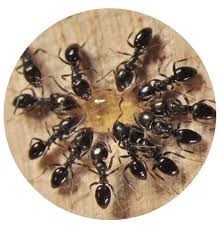 The ants will be repelled by in order to get your house squeaky clean with no insects damaging it, you need pest control service. Ant Pest Control Specialist Malaysia