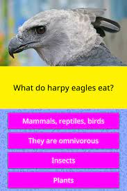 Related quizzes can be found here: What Do Harpy Eagles Eat Trivia Answers Quizzclub