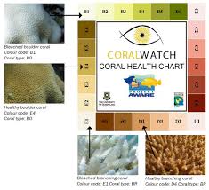 coral watch application of color chart coral reefs