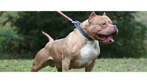 Cocuklari En Cok Isiran Kopek Cinsi Pitbull Saglik Haberleri Ntv