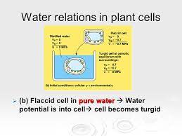 Check spelling or type a new query. Water Potential Osmosis Water Potential The Combined Effects Of 1 Solute Concentration 1 Solute Concentration 2 Physical Pressure Cell Wall Ppt Download