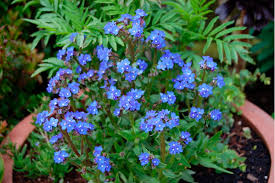 Image result for Anchusa capensis