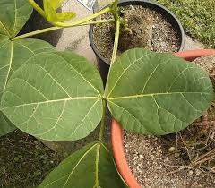 Image result for Erythrina zeyheri