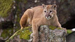 Amazon.ca something went wrong / quelque chose s'est mal passé Usa Puma Verfolgt Wanderer Sechs Minuten Lang Stern De