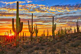 They didn't even look real so nobody it's cool to see cactus in its natural habitat. Az Bucket List 21 Best Places To Visit In Arizona Our Escape Clause