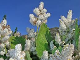 Image result for Tetradenia