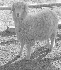 Furniture includes objects such as tables, chairs, beds, desks, dressers, and cupboards. Mohair Cashmere And Other Animal Hair Fibres Sciencedirect