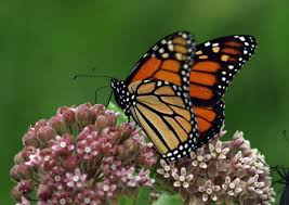 Walmart.com has been visited by 1m+ users in the past month Butterfly House Plans Butterfly Habitat Pdf Construction Plan Craft Supplies Tools Home Hobby Kromasol Com