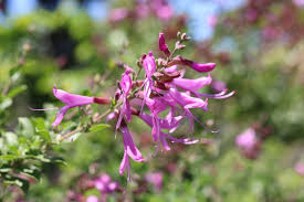 Image result for Xyris natalensis