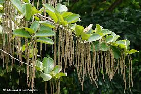 Image result for Homalium