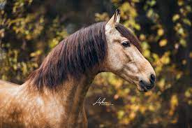 Light, mid, or heavy fabric weight. Andalusier Hensgt In Der Farbe Buckskin Steht Vor Herbstlichen Blattern Im Portrait Pferd Bilder Foto Fo Pferde Fotografie Pferdefotografie Pferdefotos