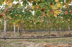 Maybe you would like to learn more about one of these? Irrigation In Viticulture Wikipedia