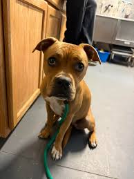 🚨Found dog! Female, suspected spayed. Contact Little Victories to reclaim.  Must have proof of ownership. Found