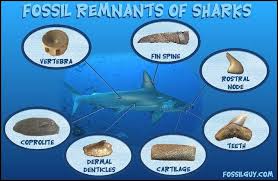 Therefore, when you want to find a great white shark tooth it must often come from an old collection. Fossilguy Com Types Of Shark Fossils Parts Of Sharks That Fossilize