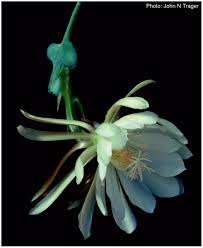 If you are looking for a strange and exotic houseplant, epiphyllum oxypetalum, or queen of the night, definitely fits that ticket. The Huntington Botanical Gardens Presents The 2017 Offering Of The International Iuccculent Introductions