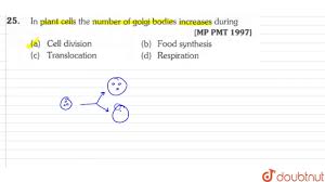 How many golgi bodies are in a plant cell. In Plant Cells The Number Of Golgi Bodies Increases During Youtube