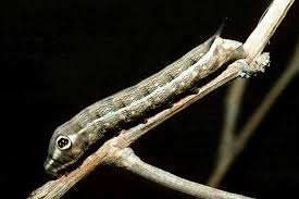 Image result for Hippotion celerio