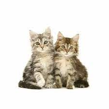 We did not find results for: Tabby Maine Coon Kittens Against White Background Print 18264229