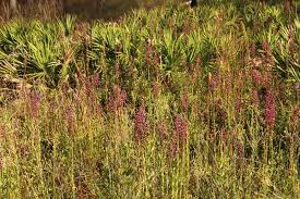 Image result for Triclisia