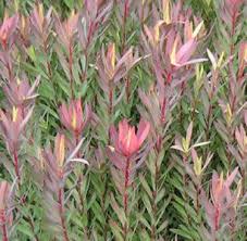 We did not find results for: Protea Safari Magic 1 Australian Native Plants Australian Native Garden Types Of Soil