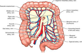 A guide to coronary artery anatomy, including the typical course, pattern and distribution of the coronary arteries. Colon Interposition Thoracic Key
