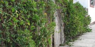 Image result for Ipomoea pes-caprae