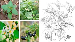 Image result for Solanum giganteum