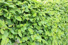 Empfehlungen zum hecke schneiden bei ausgewählten. Buchenhecke Anlegen Pflege Und Schneiden Gartenlexikon De
