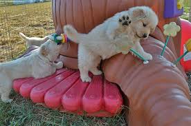 It would be fair to say that the golden retriever is a breed that. About Breeders Golden Retriever Club Of America