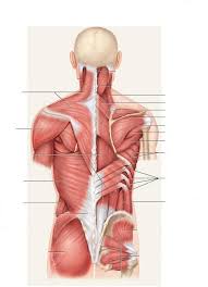 The muscles of the back and abdomen help to keep the spine in an upright position and serve as reliable protection for the abdominal organs. Muscles Of The Thorax And Abdomen Posterior Diagram Quizlet