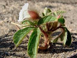 Image result for Merremia aegyptia