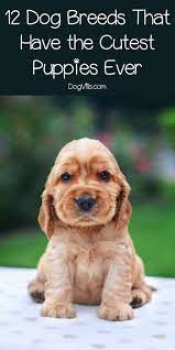 Top 12 Dog Breeds That Have The Cutest Puppies Ever Cute Puppy Breeds Cutest Puppy Ever Dog Breeds