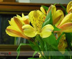 When you cut the flower stems, do so while they are submerged in water. Long Lasting Cut Flowers Gardening Charlotte