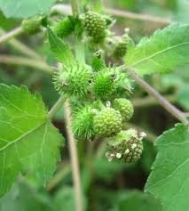 Image result for Xanthium strumarium