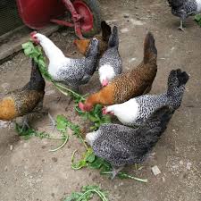 Anda juga bisa mencoba resep pakan khusus untuk ayam petelur atau ayam pedaging. Ayam Arab Sejarah Karakeristik Keunggulan Perawatan Harga