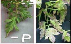 Check spelling or type a new query. Nutritional Deficiencies Of Tomato Vikaspedia