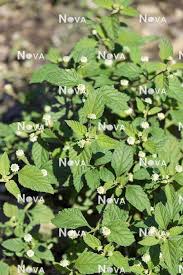 Image result for Lippia javanica
