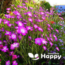 Image result for Agrostemma githago