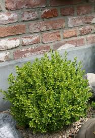 Not available online quick view. Buxus Golden Dream Peergold Planthaven International