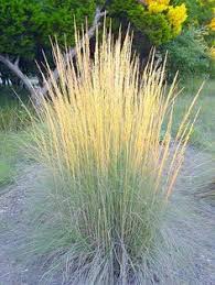 Don't remove more than 1/3 of the top at a time. 10 Seeds Ideas Ornamental Grasses Plants Seeds