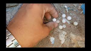 كيف تتخلص من بيض القمل الميت; Ø§Ù„ÙØ±Ù‚ Ø¨ÙŠÙ† Ø¨ÙŠØ¶ Ø§Ù„Ø£ÙØ§Ø¹Ù‰ ÙˆØ¨ÙŠÙ† Ø¨ÙŠØ¶ Ø§Ù„ÙˆØ²Øº Ø£Ùˆ Ø§Ù„Ø¨Ø±Øµ Ù…Ø¹ Ø§Ø­Ù…Ø¯ Ø§Ù„Ø¯ÙƒØ±ÙˆÙ†Ù‰ Youtube